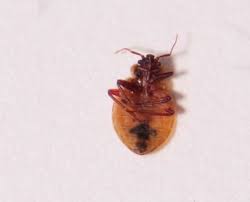 Bedbugs: A Rash Or Itching On The Skin Could Mean An Infestation |  Express.Co.Uk