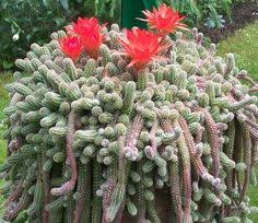 Explore more searches like gambar kaktus lucu. 22 Ide Kaktus Hias Kaktus Tanaman Tanaman Kaktus