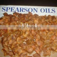 Image result for Voacanga pachyceras