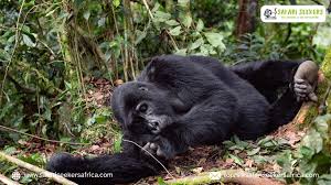 Experience Rwanda’s Untamed Beauty Through Wilderness Safari Adventures