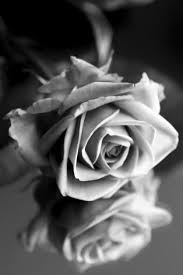 Black And White Rose Wallpaper Black And White Rose Wall Mural Photo Wallpaper White Roses Wallpaper Black And White Roses Black And White Flowers