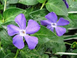 We did not find results for: Light Purple Flowers Of Vinca Minor Stand Out Against The Dark Green Leaves Stock Photo Picture And Royalty Free Image Image 13726970