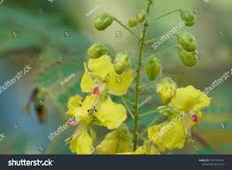 Image result for Caesalpinia decapetala