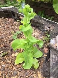 La Salade Qui Monte En Graine Jardinage Potager Horticulture Jardin Potager