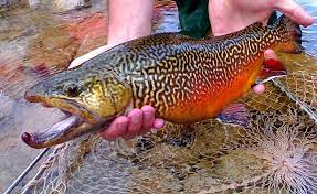 Tiger Trout Trout Fish Cool Fish
