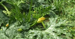 Radis, fenouil, chicorées, mâche, épinards, navets, choux chinois. Semis Et Plantations Au Potager Biologique En Juillet