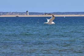 Birds Of Cape Cod National Seashore Photo By Wayne Mitchell Russell Photo Beautiful Images Image