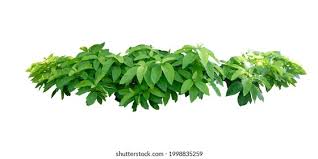 Image result for Pisonia