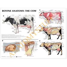 Bovine Anatomy Laminated Chart Poster