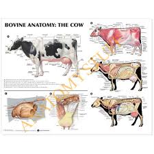 bovine anatomy laminated chart poster