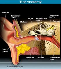 Image result for Inner Ear Decompression Sickness