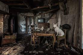 A Clean House Is A Sign Of A Wasted Life A Clean House Is A Sign Of A Wasted Life Clairethebullterrier Furbex Urbexhond Urbexdog Urbexbullterrier Nikonnl Nikoneurope Bull Terrier Terrier Bull