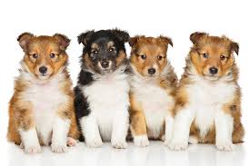 Shelties and sheltie pups extremely active and energetic and providing an environment with plenty of stimulation with both mental and physical exercise is essential. Shetland Sheepdog Dog Breed Information
