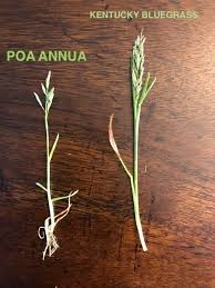 Image result for Poa