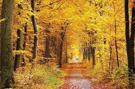 Autumn Forest
