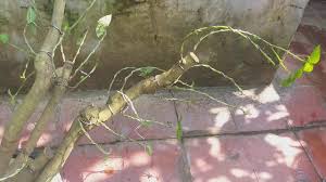 Hasil Pengawatan Bonsai Lantana Orange Youtube