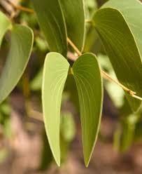 Image result for Colophospermum