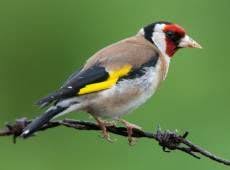Horen Sie Die Stieglitz Auf Deutsche Vogelstimmen De Welches Eine Umfassende Sammlung An Deutschen Vogelstimmen Is Mit Bildern Vogel Im Garten Heimische Vogel Vogel Fotos