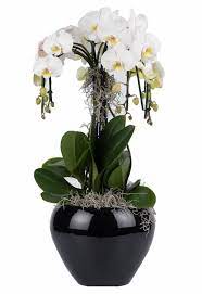 Orchidee Cadeau Bestellen Orchids Acessories Vase