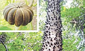 Hura crepitans, the sandbox tree, also known as possumwood and jabillo, is an evergreen tree of the spurge family (euphorbiaceae), native to tropical regions of north and south america including the amazon rainforest. Unusual Trees Around The World Newspaper Dawn Com