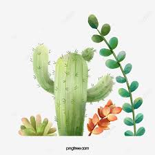 Nada es lo que parece y aunque se suelan diferenciar mucho, puede ser que se parezcan más de lo que piensas. Dibujado A Mano Dibujos Animados Elementos Suculentos Y Cactus Cactus Pintado A Mano Dibujos Animados Png Y Psd Para Descargar Gratis Pngtree