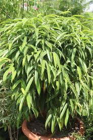 Image result for Ficus muelleriana