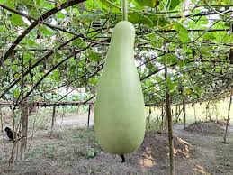 Image result for Lagenaria