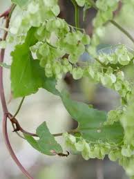 Image result for Rumex sagittatus