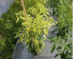 Kita dapat lihat daun mula kerinting dan gugur. 3 Cara Mengatasi Daun Keriting Pada Tanaman Cabe Ilmubudidaya Com