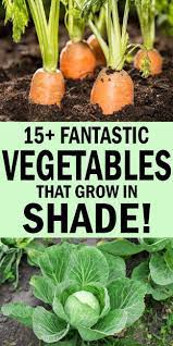 Pin On Flowers Potted Growing Vegetables Vegetable Garden Tips Organic Gardening Tips
