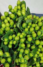 Image result for Hypericum