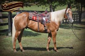 Rhea is a stunning grey/road ish mare. Horses For Sale Horse Of My Dreams