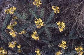 Image result for Opuntia imbricata