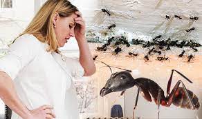 These tiny creatures can wreak untold havoc in your kitchen, bedroom, living room, and pretty much any section of the house. Ants How To Get Rid Of Ants With A 1 Household Item In Your Kitchen Express Co Uk