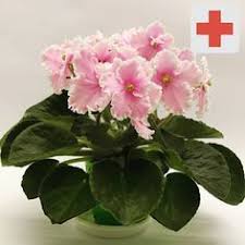 Bayram Sirri Tabakoglu Adli Kullanicinin Indoor Flower Plants Panosundaki Pin 2020 Saksida Cicekler Menekse Cicek