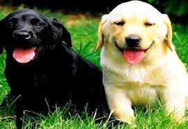 333 free images of labrador puppy. Dogs Puppies Labrador Retriever Picture Best Free Images