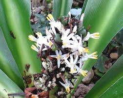 Image result for Chlorophytum macrophyllum