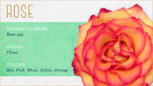 Most beautiful flowers name list. The 20 Most Beautiful Flowers You Ll Ever See Ftd Com