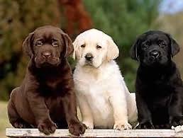Welcome to golden treasure retrievers we are located in northern california northeast of sacramento or an hour southwest from reno, nevada, in alta, california we have been raising golden retrievers as a passionate hobby since 2003 and run a small farm (alta oro acres) our goal is to produce happy, healthy, well adjusted puppies to the breed standard. Golden Retriever Lab Mix Pets And Animals For Sale California