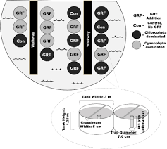 Frontiers | Phytoplankton Community Response to Changes in Light: Can  Glacial Rock Flour Be Used to Control Cyanobacterial Blooms?