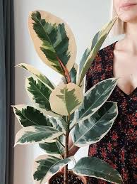 Ficus Elastica Tineke Care Images And Videos Chooseyourplant