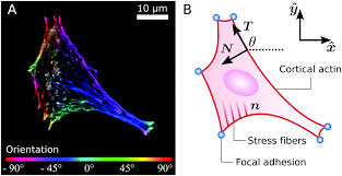 If you wish you should be able to draw it with #x# in any quadrant. Mechanical Interplay Between Cell Shape And Actin Cytoskeleton Organization Soft Matter Rsc Publishing