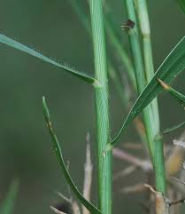 Image result for Panicum repens