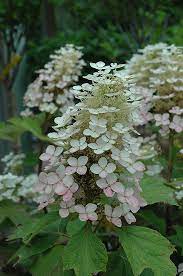 Plant Finder Hydrangea Quercifolia Hydrangea Flower Photos Hydrangea Landscaping