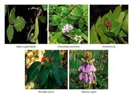 Image result for Brillantaisia madagascariensis
