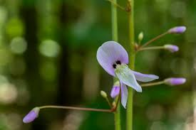 Image result for Hylodesmum