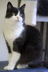 Meet Priscilla Priscilla Is A Beautiful Dark Grey And White Beauty Looking For Beautiful Beauty Dark Grey American Shorthair Cat Baby Cats Cute Cats