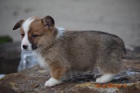 The welsh corgi is a loving and affectionate breed who will be a puppy at heart for its entire life. Akc Registered Pembroke Welsh Corgi Puppy For Sale Male Ronald Sugarcr Ac Puppies Llc