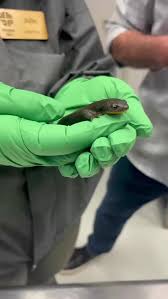 Image result for Craterostigma newtonii