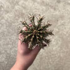 Image result for Stephania abyssinica